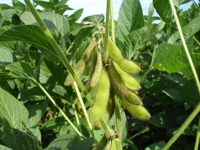 soy-964324_640