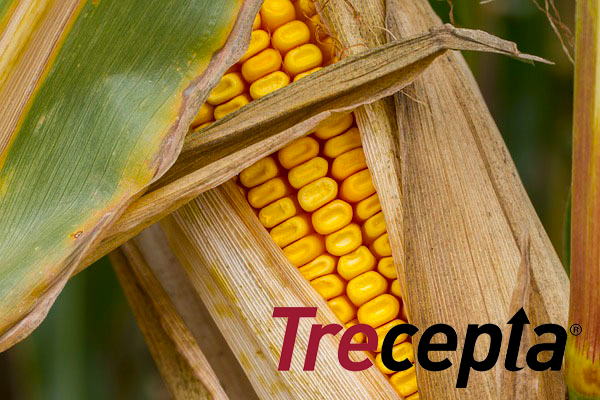 Trecepta maiz