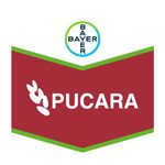 pucara